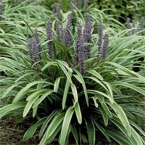Liriope muscari Variegata