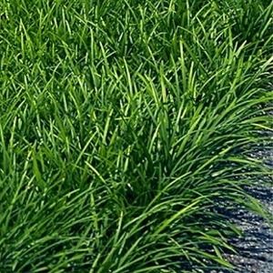 Liriope spicata 