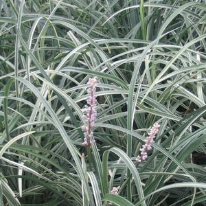 Liriope spicata Silver Dragon
