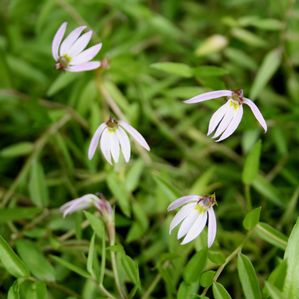 Lobelia chinensis 