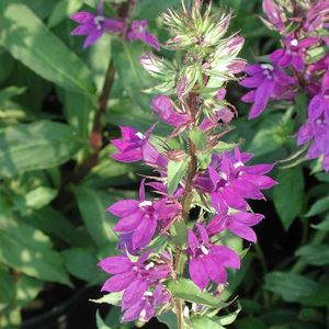 Lobelia gerardii Vedrariensis