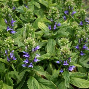 Lobelia siphilitica 