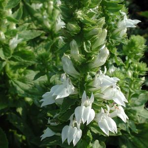 Lobelia siphilitica Alba