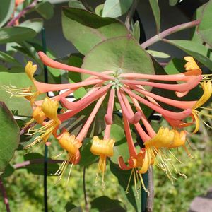 Lonicera brownii Mandarin