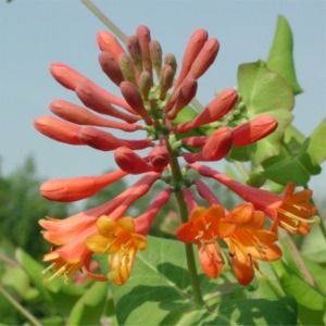 Lonicera brownii Dropmore Scarlet