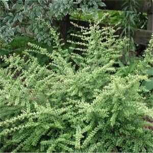 Lonicera nitida Baggesen's Gold