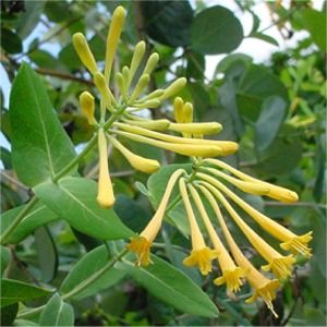 Lonicera sempervirens John Clayton