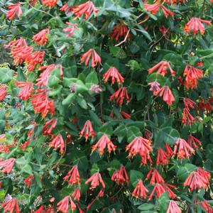 Lonicera sempervirens Major Wheeler