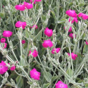 Lychnis coronaria 