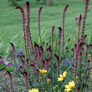 Lysimachia atropurpurea Beaujolais