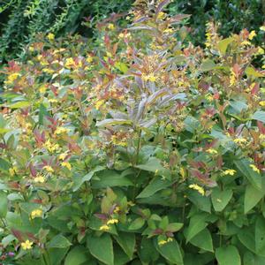 Lysimachia ciliata Firecracker