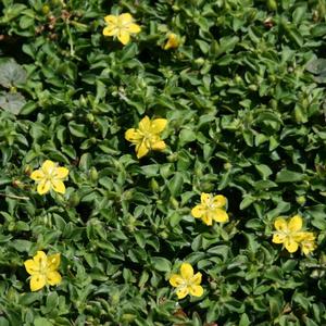 Lysimachia japonica Minutissima