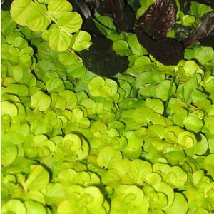 Lysimachia nummularia Aurea