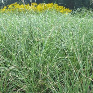 Miscanthus sinensis Little Zebra