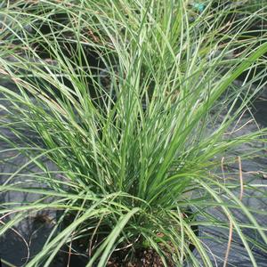 Miscanthus sinensis Adagio