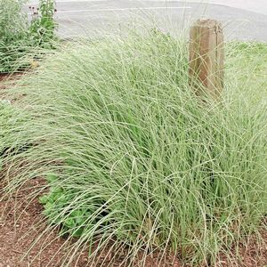Miscanthus sinensis Morning Light