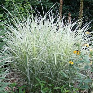 Miscanthus sinensis Variegatus