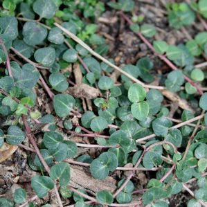 Mitchella repens 