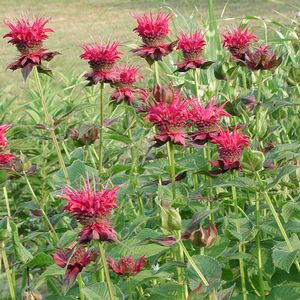 Monarda didyma Raspberry Wine