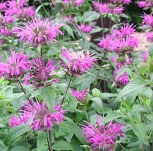 Monarda didyma Blue Stocking