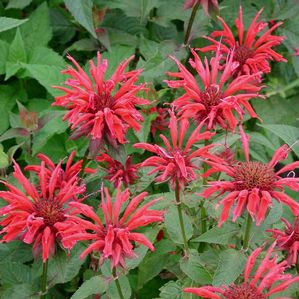Monarda didyma Gardenview Scarlet