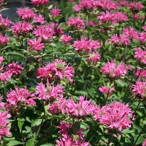 Monarda didyma Marshall's Delight