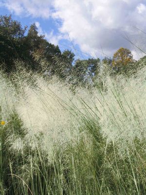 Muhlenbergia capillaris White Cloud