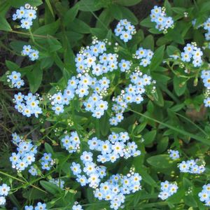 Myosotis palustris 