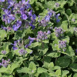 Nepeta racemosa Little Titch