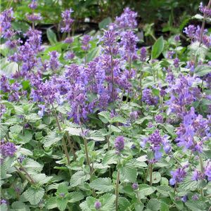 Nepeta faassenii 