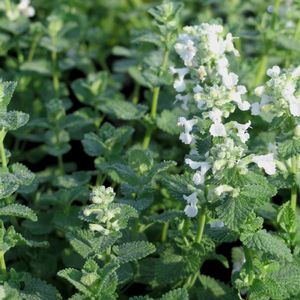 Nepeta faassenii Alba