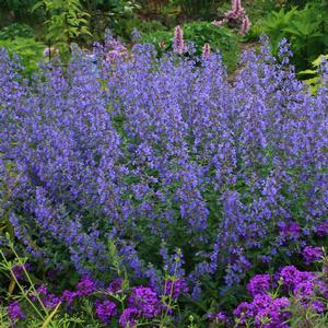 Nepeta faassenii Dropmore