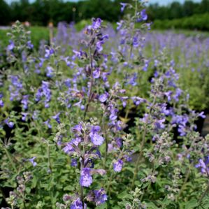 Nepeta faassenii Six Hills Giant