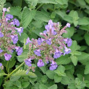 Nepeta faassenii Walker's Low