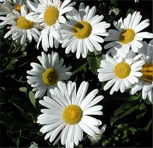 Nipponanthemum nipponicum 