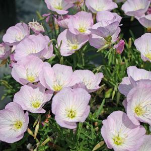 Oenothera speciosa Siskiyou