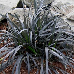 Ophiopogon planiscapus Ebony Knight