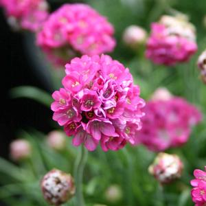 Armeria maritima Ministicks Rose