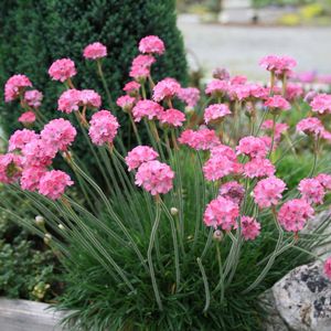 Armeria maritima Rubrifolia