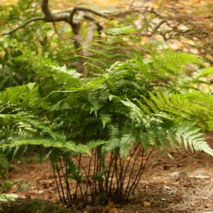 Osmunda cinnamomea 