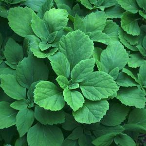 Pachysandra procumbens 