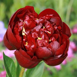 Paeonia lactiflora Buckeye Belle