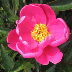 Paeonia lactiflora Dancing Butterfly