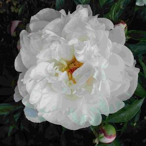 Paeonia lactiflora Duchess de Nemours