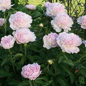 Paeonia lactiflora Eden's Perfume