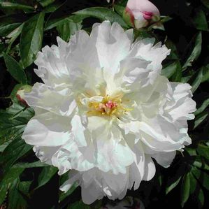Paeonia lactiflora Festiva Maxima
