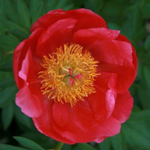 Paeonia lactiflora Flame
