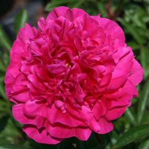 Paeonia lactiflora Kansas