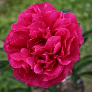 Paeonia lactiflora Karl Rosenfield