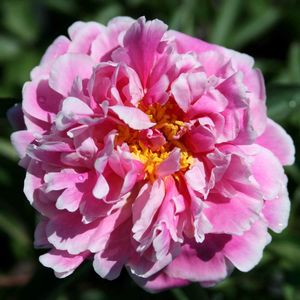 Paeonia lactiflora Koningin Wilhelmina